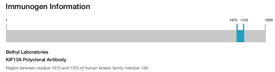 KIF13A Polyclonal Antibody