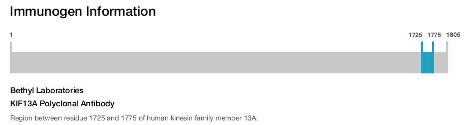 KIF13A Polyclonal Antibody