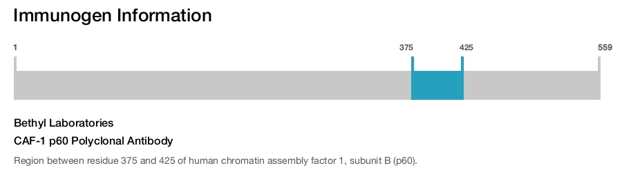 CAF-1 p60 Polyclonal Antibody