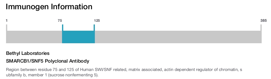SMARCB1/SNF5 Polyclonal Antibody