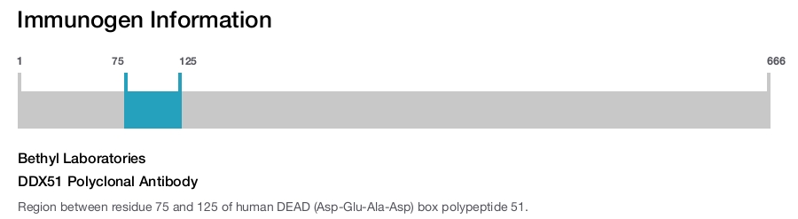 DDX51 Polyclonal Antibody