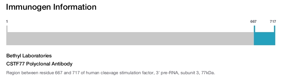 CSTF77 Polyclonal Antibody