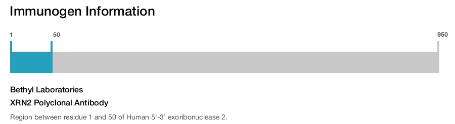 XRN2 Polyclonal Antibody