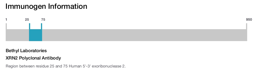 XRN2 Polyclonal Antibody