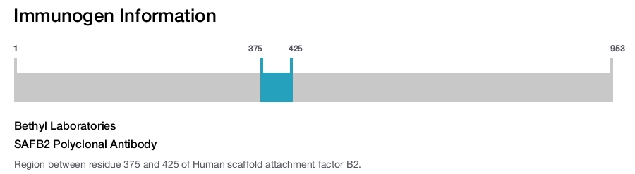 SAFB2 Polyclonal Antibody