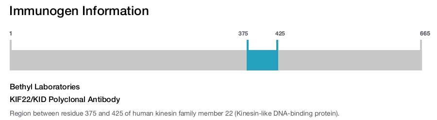 KIF22/KID Polyclonal Antibody