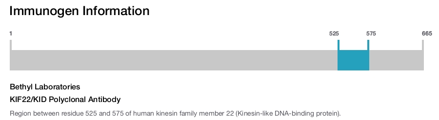 KIF22/KID Polyclonal Antibody
