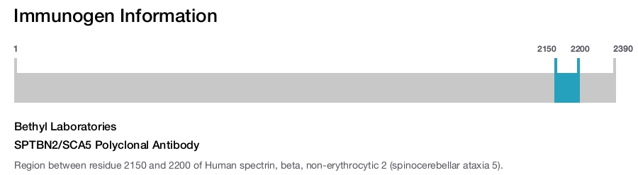 SPTBN2/SCA5 Polyclonal Antibody