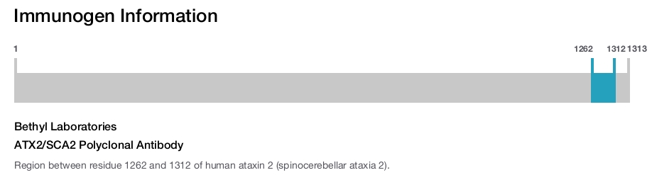 ATX2/SCA2 Polyclonal Antibody