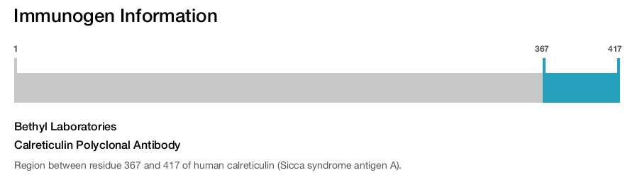 Calreticulin Polyclonal Antibody