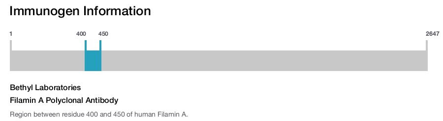 Filamin A Polyclonal Antibody