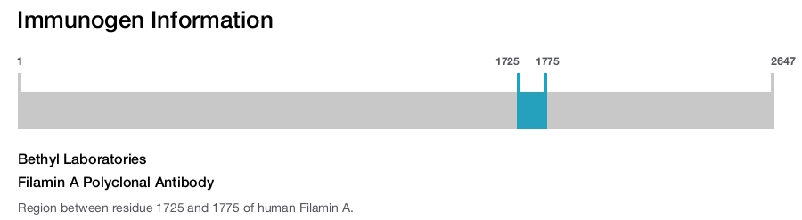 Filamin A Polyclonal Antibody
