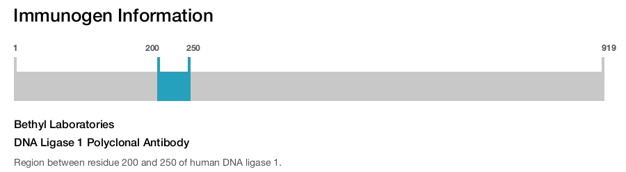 DNA Ligase 1 Polyclonal Antibody