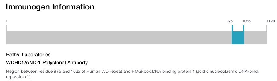 WDHD1/AND-1 Polyclonal Antibody