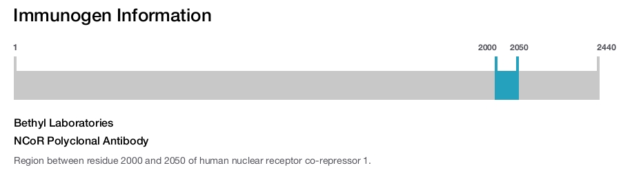 NCoR Polyclonal Antibody