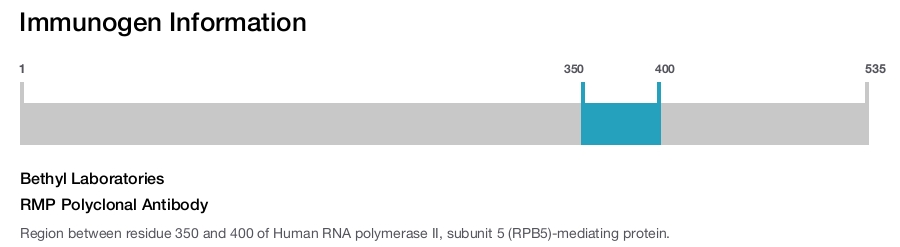 RMP Polyclonal Antibody