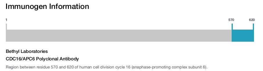 CDC16/APC6 Polyclonal Antibody