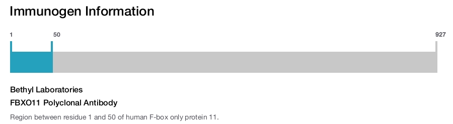 FBXO11 Polyclonal Antibody