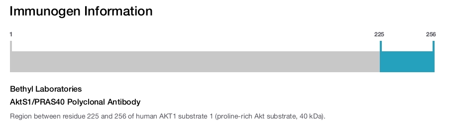 AktS1/PRAS40 Polyclonal Antibody