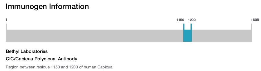 CIC/Capicua Polyclonal Antibody