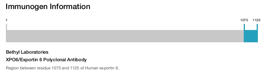 XPO6/Exportin 6 Polyclonal Antibody