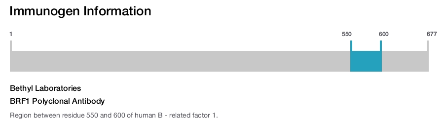 BRF1 Polyclonal Antibody
