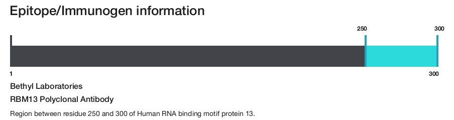 RBM13 Polyclonal Antibody
