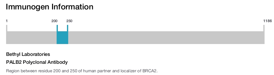 PALB2 Polyclonal Antibody