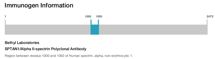 SPTAN1/Alpha II-spectrin Polyclonal Antibody