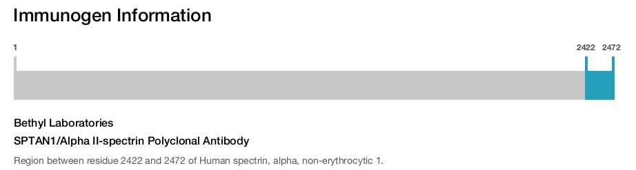 SPTAN1/Alpha II-spectrin Polyclonal Antibody