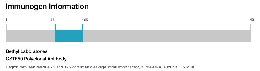 CSTF50 Polyclonal Antibody