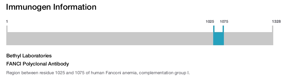 FANCI Polyclonal Antibody