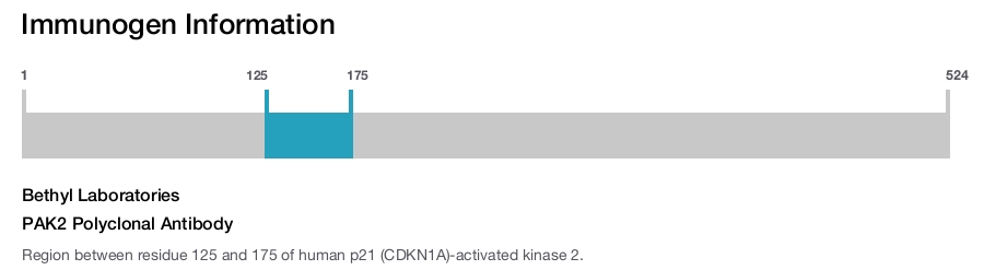 PAK2 Polyclonal Antibody