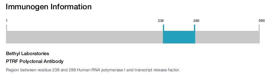 PTRF Polyclonal Antibody
