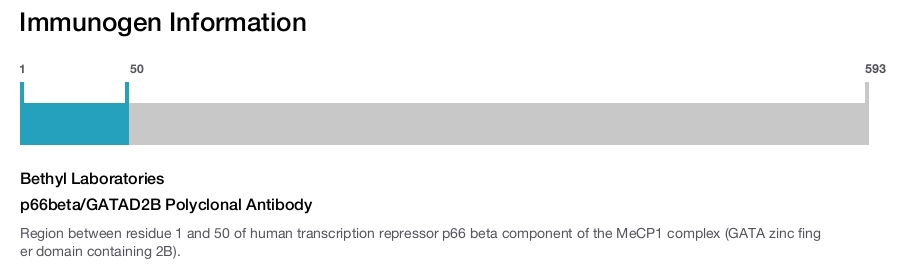 p66beta/GATAD2B Polyclonal Antibody