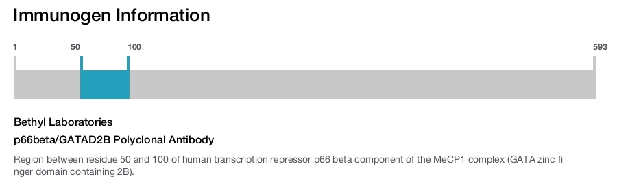 p66beta/GATAD2B Polyclonal Antibody