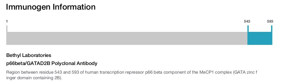 p66beta/GATAD2B Polyclonal Antibody