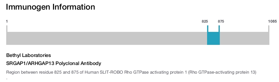 SRGAP1/ARHGAP13 Polyclonal Antibody