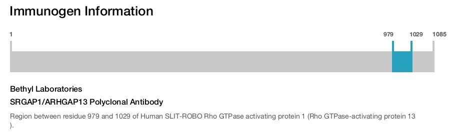 SRGAP1/ARHGAP13 Polyclonal Antibody