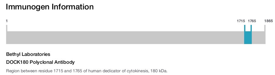 DOCK180 Polyclonal Antibody