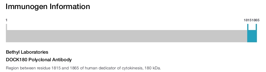 DOCK180 Polyclonal Antibody