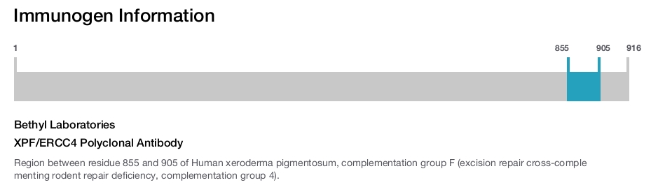 XPF/ERCC4 Polyclonal Antibody