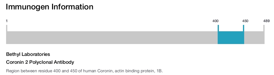 Coronin 2 Polyclonal Antibody