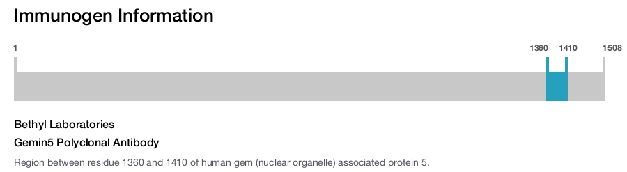 Gemin5 Polyclonal Antibody