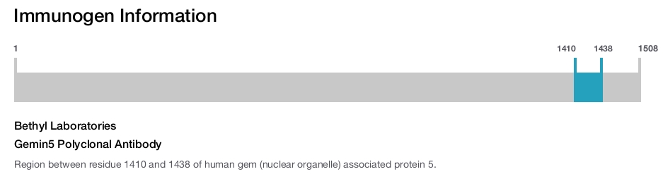 Gemin5 Polyclonal Antibody