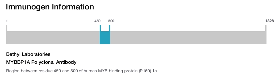 MYBBP1A Polyclonal Antibody