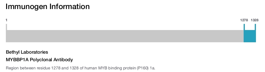 MYBBP1A Polyclonal Antibody