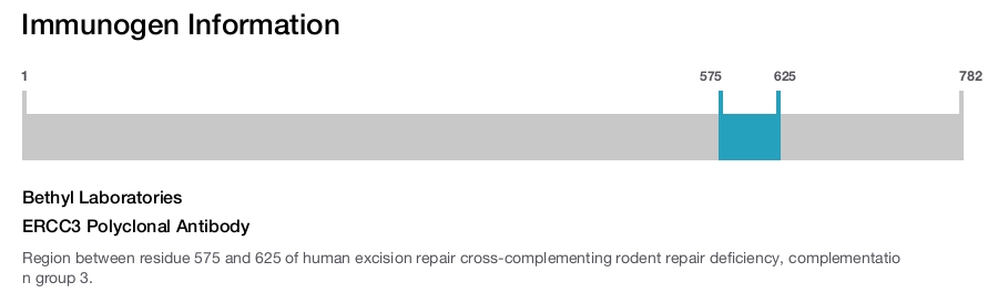 ERCC3 Polyclonal Antibody