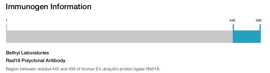 Rad18 Polyclonal Antibody