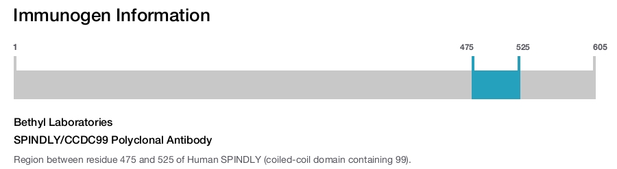 SPINDLY/CCDC99 Polyclonal Antibody